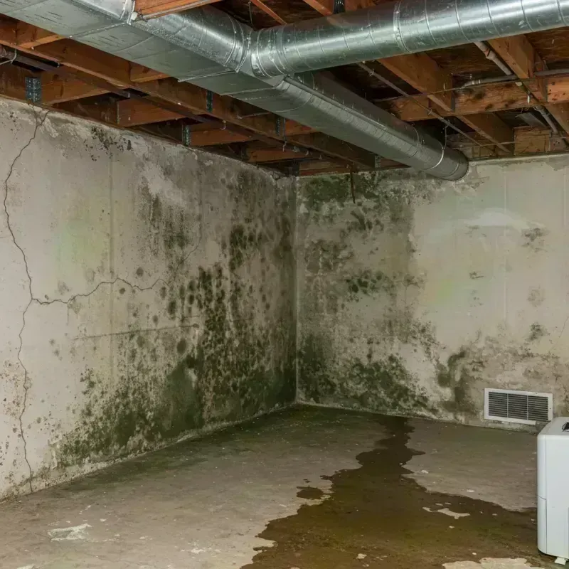 Professional Mold Removal in Vandalia, MO